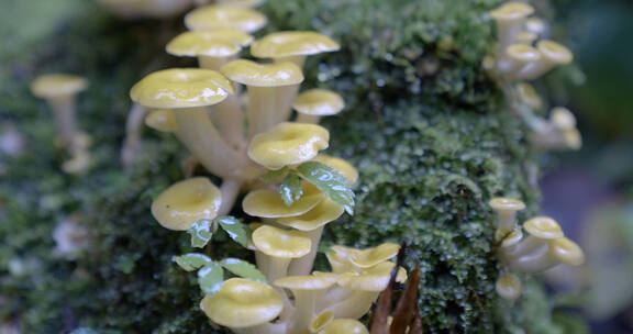 野生菌子/原始森林植被/雨林/独龙江