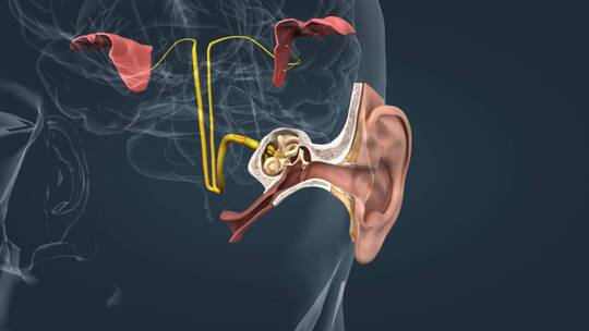 耳朵和听力机制医学三维动画