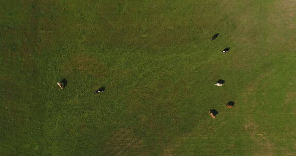 农场上放牧奶牛的鸟瞰图