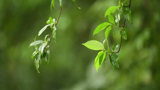 雨中的树叶