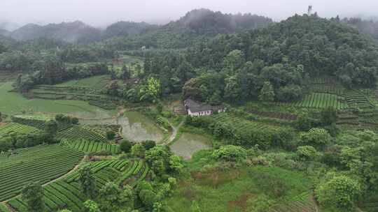 航拍贵州遵义湄潭山野田间夏季茶园风景