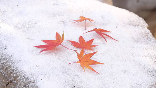 枫叶吹雪