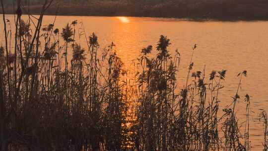 夕阳 芦苇摇曳 湖面景色 0291