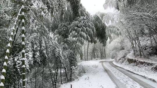 冬日竹林下雪慢镜头实拍