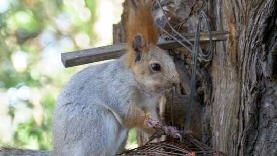 红松鼠坐在树干上吃坚果