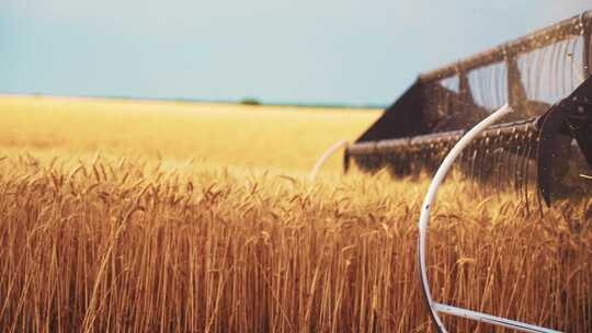 现代化农机收割小麦