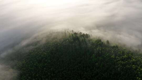 晨雾缭绕的绿色阳光山林