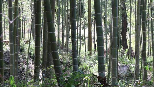 竹林自然美景视频素材模板下载