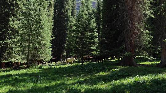 马群在新疆夏塔的森林里走过