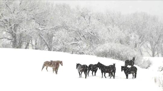 暴风雪中的马群