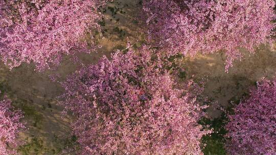 上海辰山植物园赏樱季