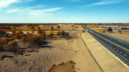 额济纳旗胡杨林