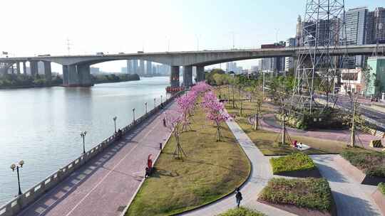 中国广东省广州市海珠区瑞宝街道紫花风铃木