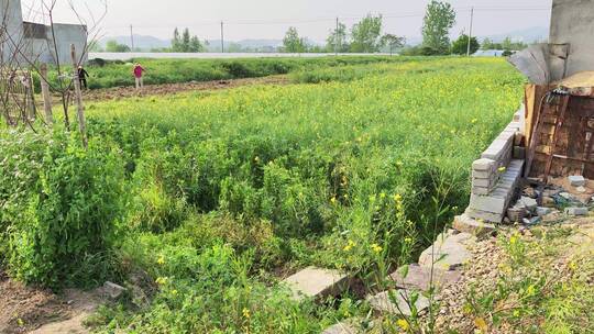 疫情城市农村街道菜园春天绿色植物