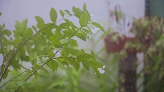 雨天刮风下雨绿植空镜头