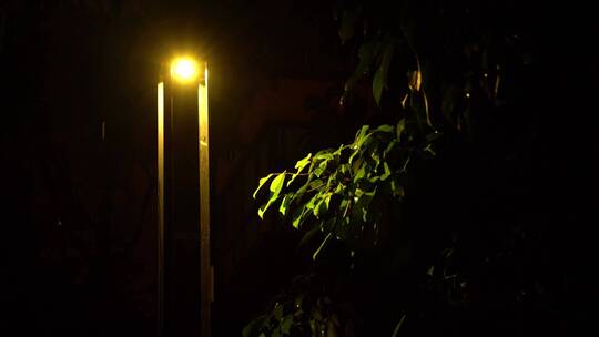 雨天夜晚城市树叶路灯