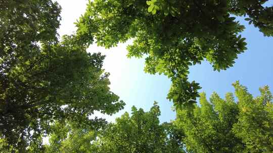 城市绿化夏日阳光树枝树叶植物鲜花实拍