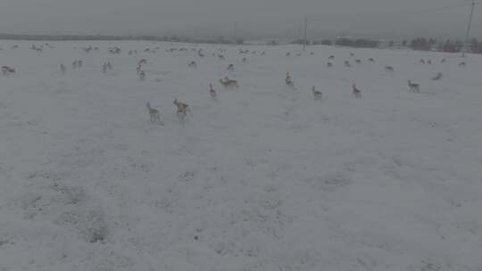 冬天雪地里来了野生黄羊