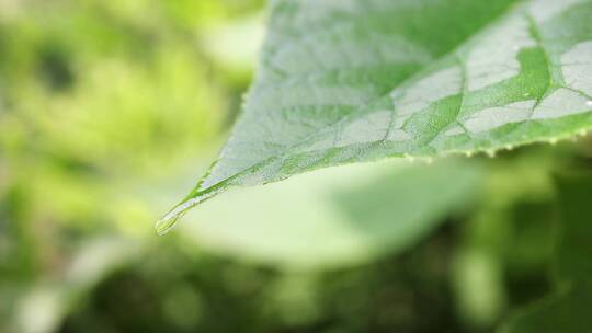 小草露珠视频素材模板下载