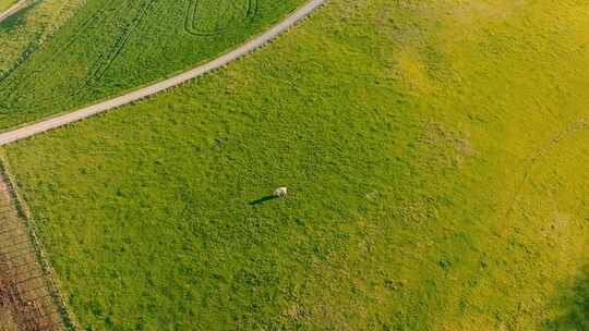 Top Shot， Cow，Velann