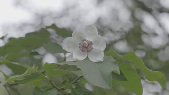 天女木兰花