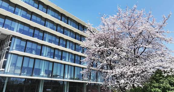春天现代建筑旁盛开的樱花