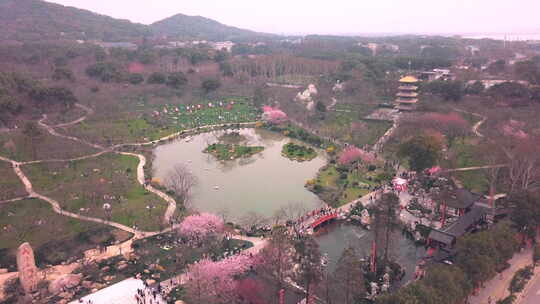 航拍武汉东湖樱花园内休闲的游客视频素材模板下载