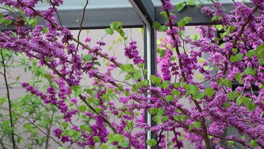 漂亮的紫荆花视频素材模板下载
