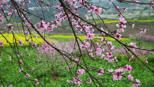 春天、桃花开、美丽乡村