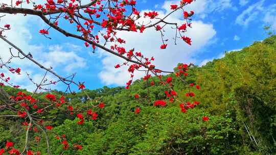 海南白沙九架岭木棉花