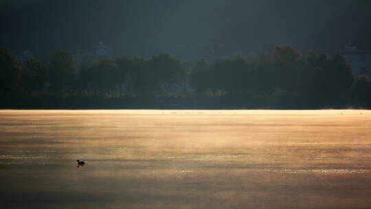 早晨阳光打在金色的湖面上