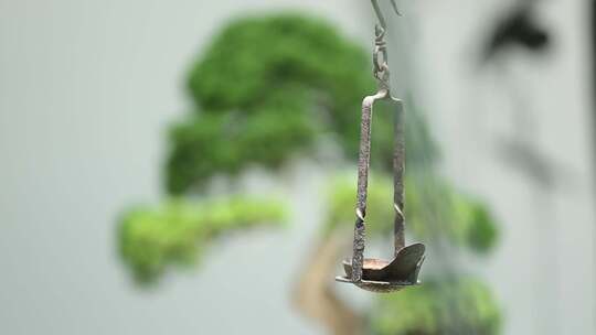 苏州本色美术馆-松树盆景视频素材模板下载