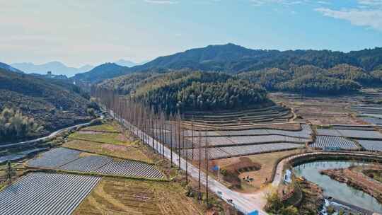 南平 光泽乡村道路回家的路乡村路旁白桦树