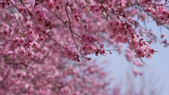 春天粉红色梅花盛开在春风中摆动