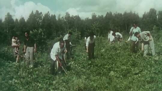 80年代关于开展全民义务植树运动决议