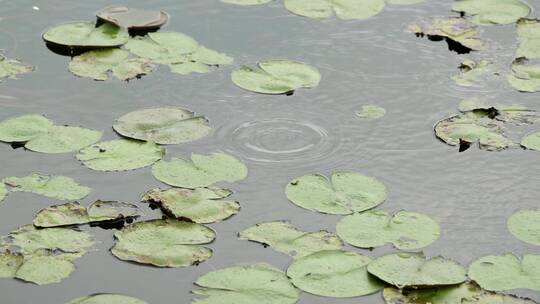 雨中的池塘里的荷叶