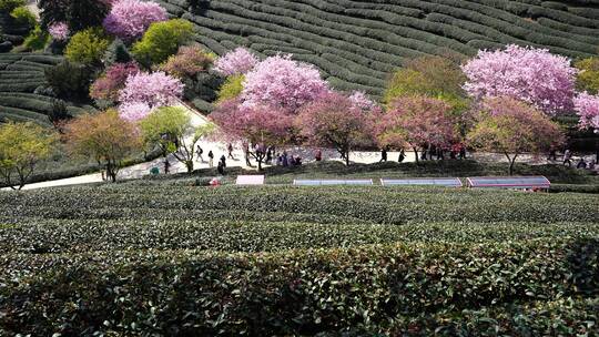 樱花树 茶园樱花美景 浪漫樱花茶园