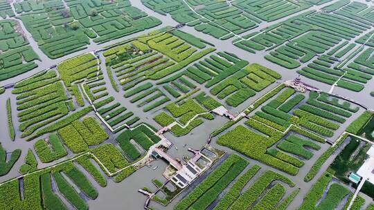 高视角航拍兴化千岛菜花风景区田园风光