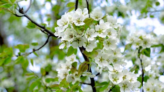 白色梨花盛开