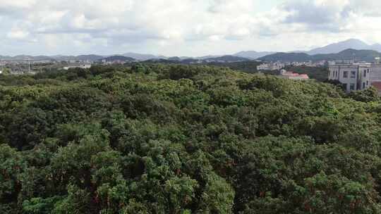 荔枝种植地航拍