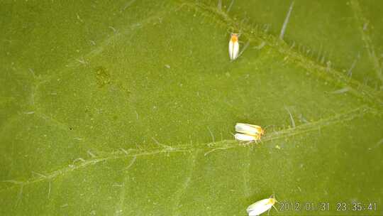 烟粉虱-农业害虫-昆虫-番茄上的害虫