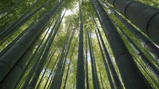 生长在森林中的巨型竹子植物