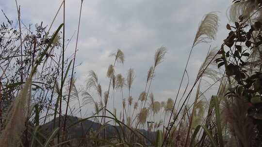 枯萎芦苇植物实拍