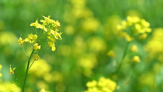 春天盛开的黄色油菜花与采蜜蜜蜂满画幅特写