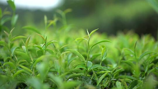 茶园 茶叶 茶 茶山