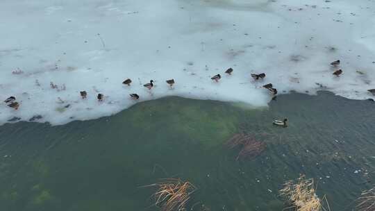 残雪消融的湿地湖泊水鸭子