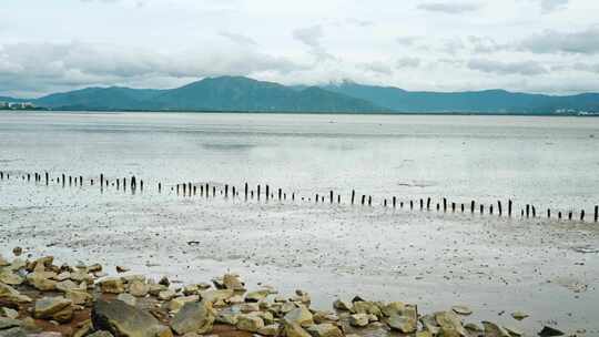 深圳湾滩涂