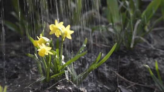 风雨中的花朵