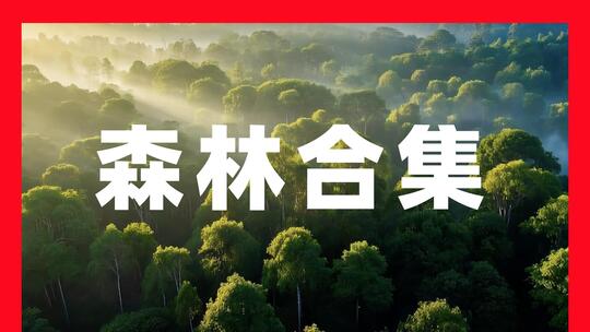 森林大自然树林云海森林航拍树林光影树木