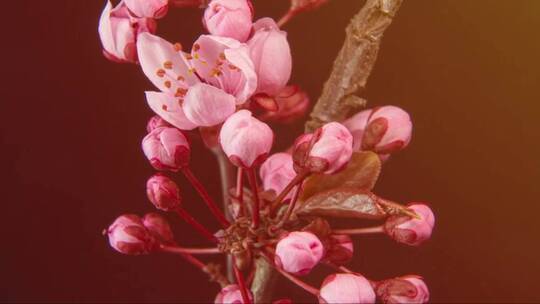 樱桃树枝上绽放的粉色花朵